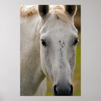 Poster Portrait de Cheval Blanc