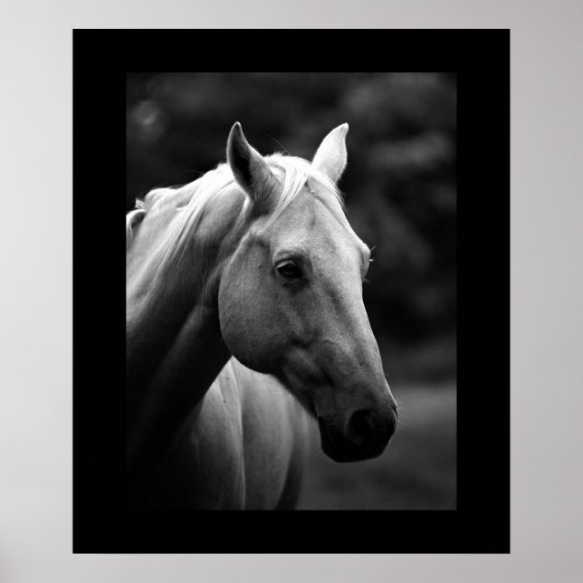 Poster Portrait de cheval blanc noir (Devant)