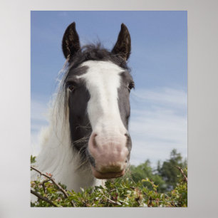 Poster Portrait de cheval Clydesdale
