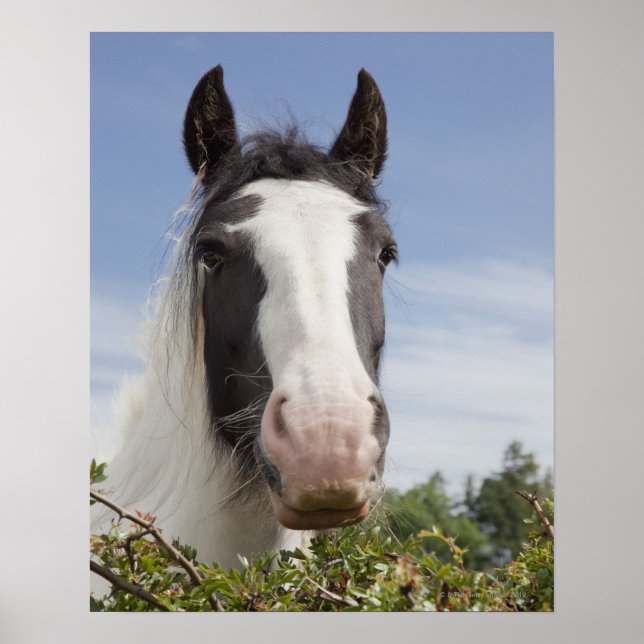 Poster Portrait de cheval Clydesdale (Devant)