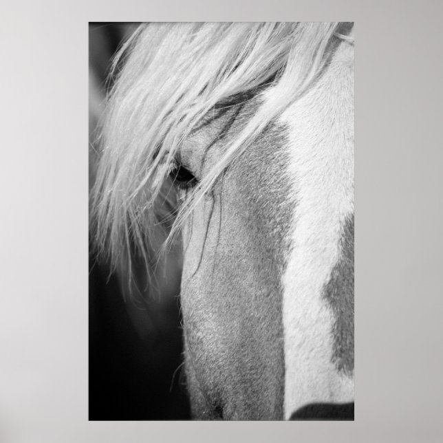 Poster Portrait de cheval noir et blanc (Devant)