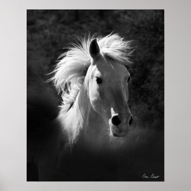 Poster Portrait de cheval V (Devant)