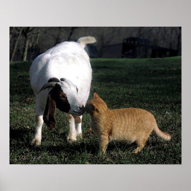 Poster Portrait De Chèvre Et Chat Boire Imprimer (Devant)