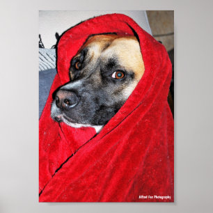 Poster Portrait de chien dans une couverture rouge