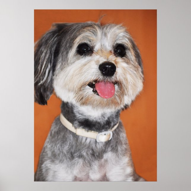 Poster Portrait de chien Havanais (Devant)