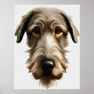 Poster Portrait de chien irlandais sur toile isolé sur