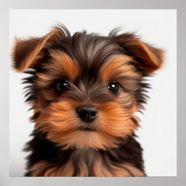 Poster Portrait de chiot Yorkshire Terrier mignon (Devant)