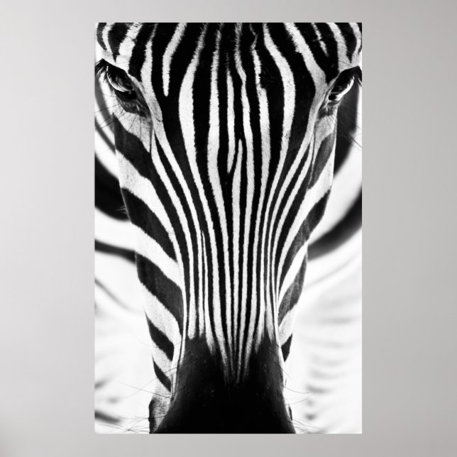 Poster Portrait de closeup en noir et blanc d'un zèbe (Devant)
