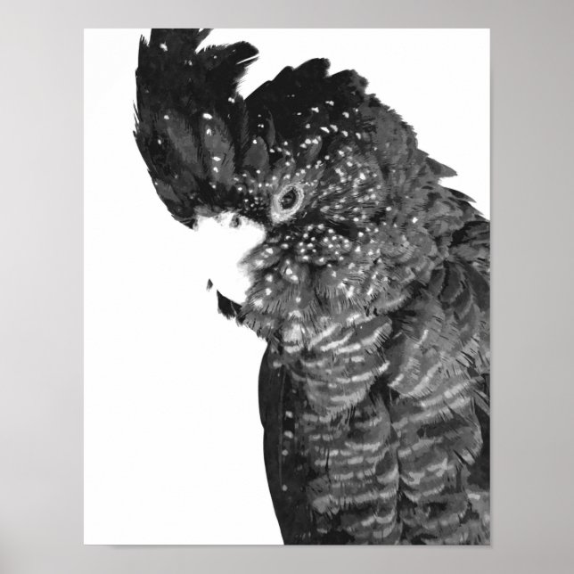 Poster Portrait de Cockatoo noir et blanc (Devant)