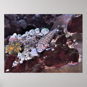 Poster Portrait de coquille