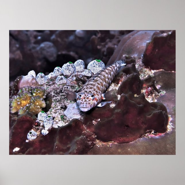 Poster Portrait de coquille (Devant)