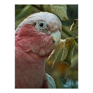 Poster Portrait de Galah Cockatoo Rose Oiseau Australien
