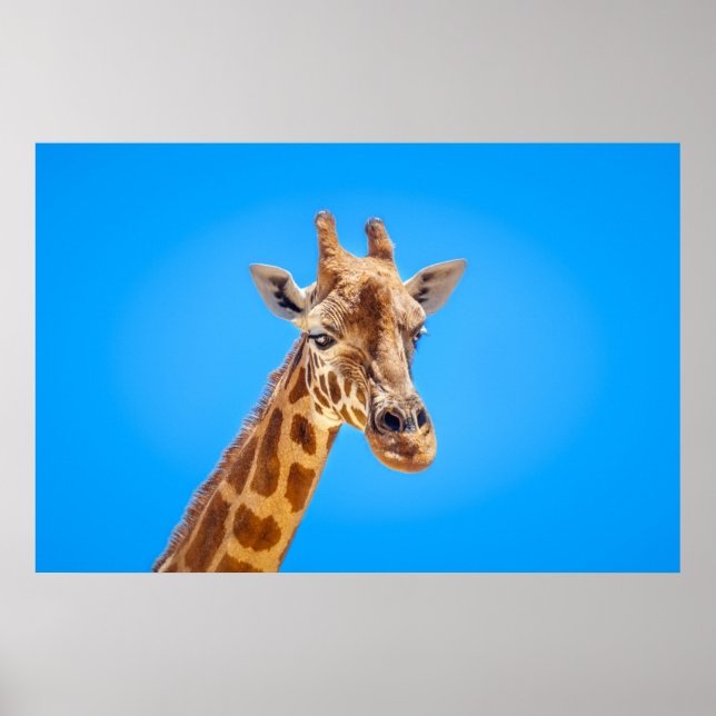 Poster Portrait de Giraffe contre le ciel (Devant)