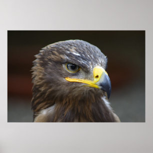 Poster Portrait de gros plan Steppe Eagle