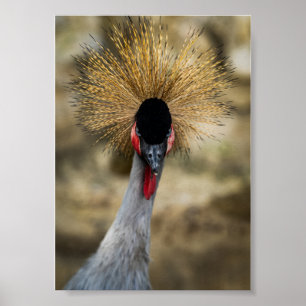 Poster Portrait de Grue couronnée grise avec crête dorée