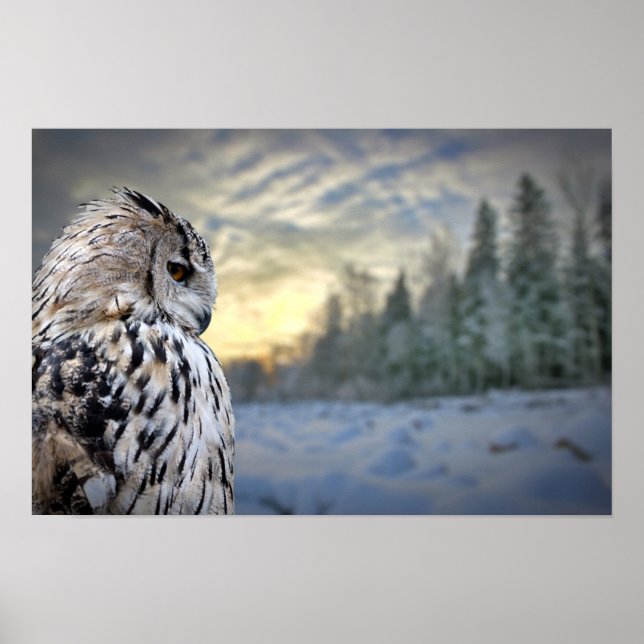 Poster Portrait de hibou sur l'arrière - plan forestier d (Devant)