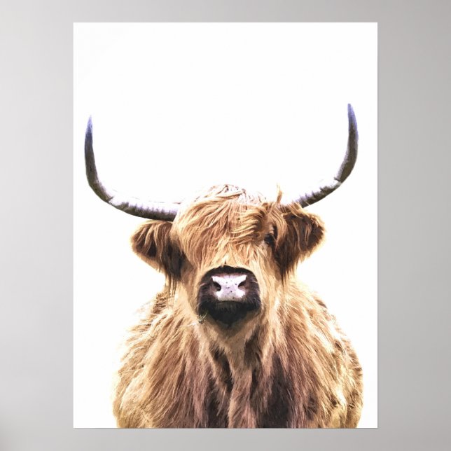 Poster Portrait de Highland cow scottish animal (Devant)