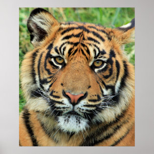 Poster Portrait de jeune tigre