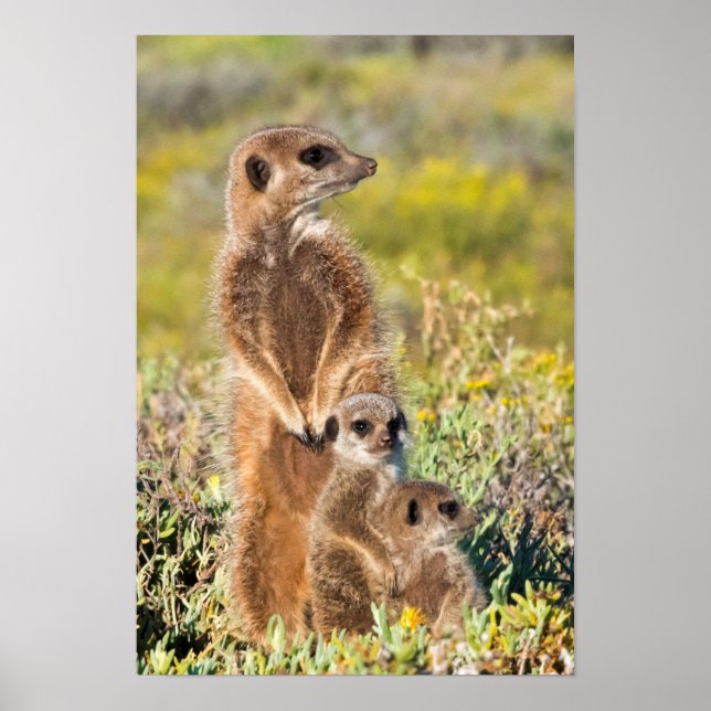Poster Portrait de la famille Meerkat (Devant)