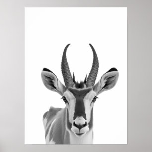 Poster Portrait de l'antilope Pronghorn dans le désert