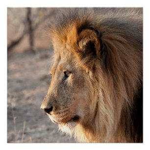 Poster Portrait de Lion