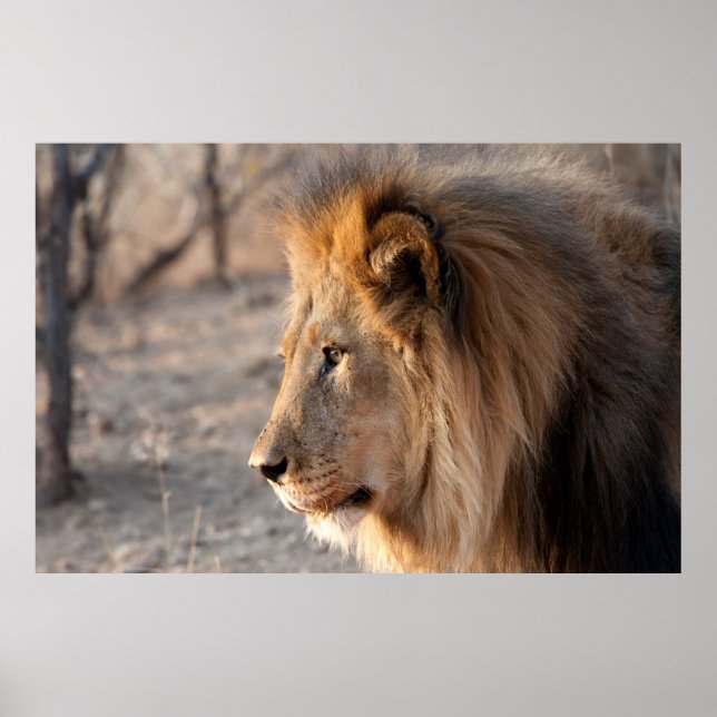 Poster Portrait de Lion (Devant)