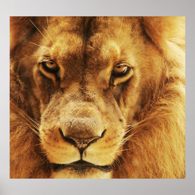 Poster Portrait de lion africain mâle. (Devant)