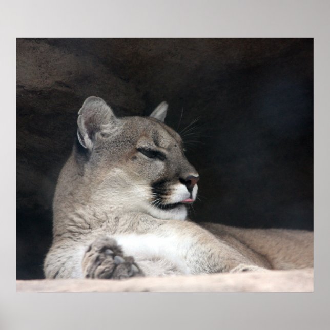 Poster Portrait de lion Cougar Mountain (Devant)