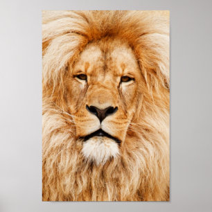 Poster Portrait de lion fier