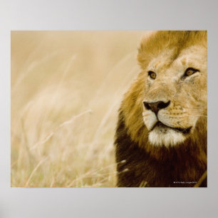 Poster Portrait de lion mâle (Panthera leo), Masai Mara,