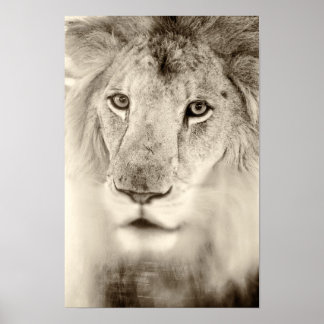 Poster Portrait de lion noir et blanc