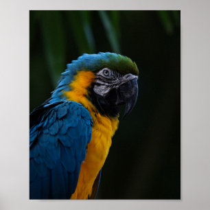 Poster Portrait De Macao Bleu Et Jaune - Perroquet