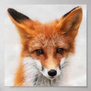 Poster Portrait de mignon renard rouge sauvage avec de be