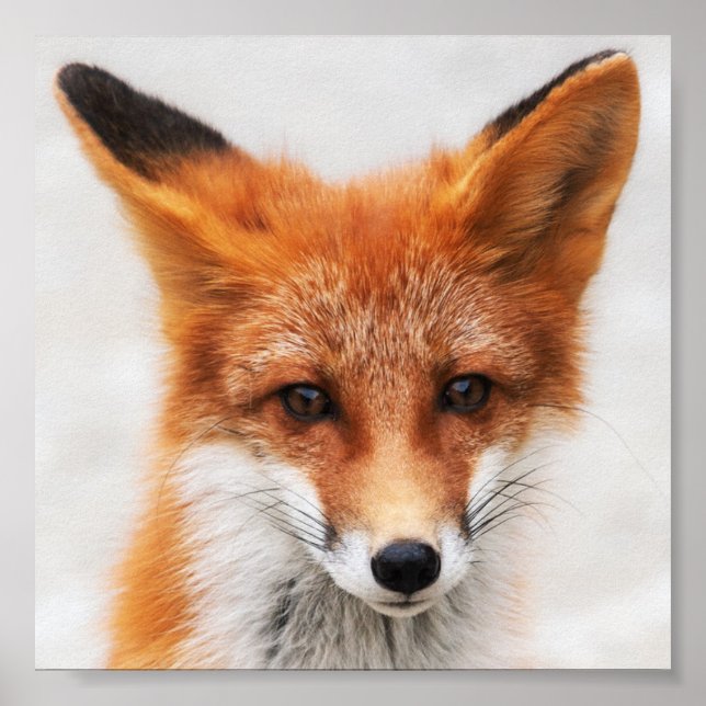 Poster Portrait de mignon renard rouge sauvage avec de be (Devant)