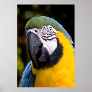 Poster Portrait de perroquet amazonien
