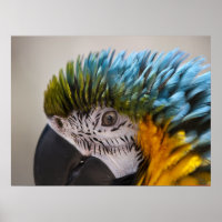 Portrait de perroquet de Macaw - Beaux-Arts