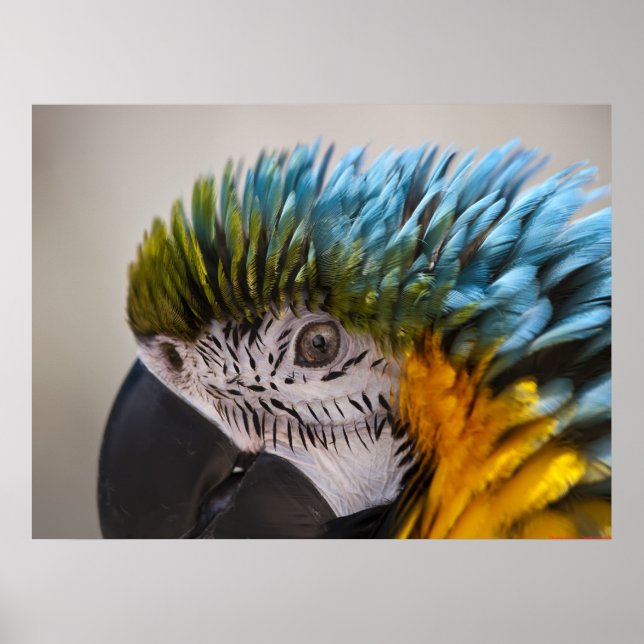 Poster Portrait de perroquet de Macaw - Beaux-Arts (Devant)