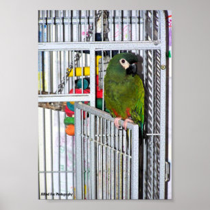 Poster Portrait de perroquet vert