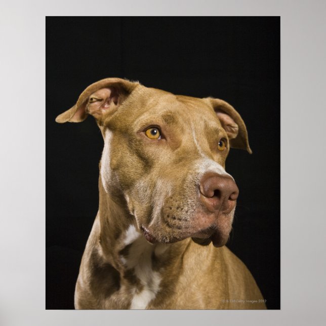 Poster Portrait de pitbulle de nez rouge avec noir (Devant)