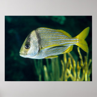 Poster Portrait de poisson-porc de l'Atlantique