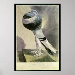 Poster Portrait de Pouter Pigeon