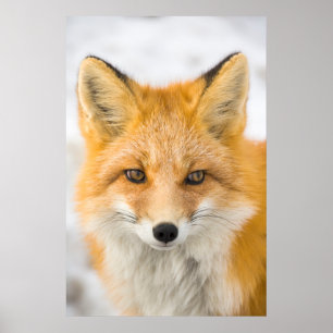 Poster Portrait de renard roux