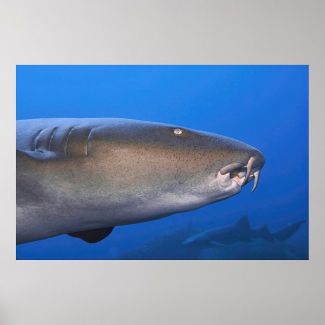 Poster Portrait de requin infirmière (Devant)