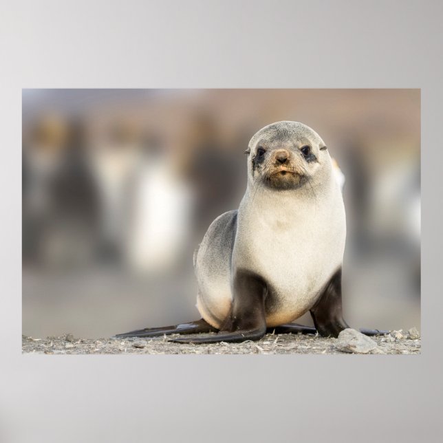 Poster Portrait de Seal Pup sur la plage (Devant)
