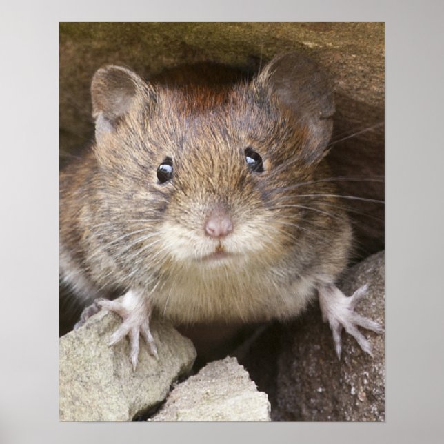 Poster Portrait de souris (Devant)