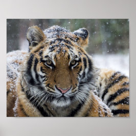 Poster Portrait de tigre d'hiver