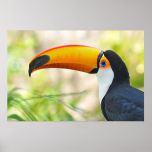 Poster Portrait de toco toucan