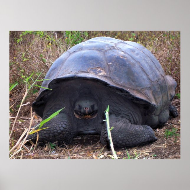 Poster Portrait de tortue (Devant)