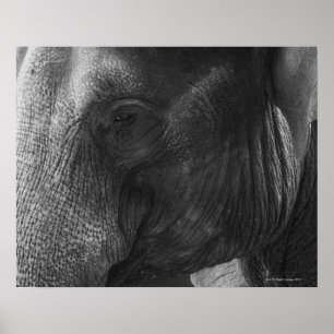 Poster Portrait d'éléphant noir et blanc