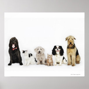 Poster Portrait des chats et des chiens se reposant